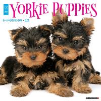 Book Cover for Just Yorkie Puppies 2024 12 X 12 Wall Calendar by Willow Creek Press