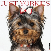 Book Cover for Just Yorkies 2024 12 X 12 Wall Calendar by Willow Creek Press