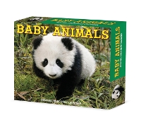 Book Cover for Baby Animals 2024 6.2 X 5.4 Box Calendar by Willow Creek Press