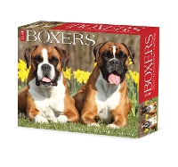 Book Cover for Boxers 2024 6.2 X 5.4 Box Calendar by Willow Creek Press