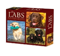 Book Cover for Labs 2024 6.2 X 5.4 Box Calendar by Willow Creek Press