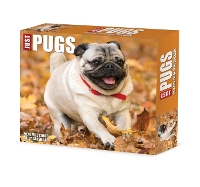 Book Cover for Pugs 2024 6.2 X 5.4 Box Calendar by Willow Creek Press