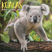 Book Cover for Koala Bears 2024 7 X 7 Mini Wall Calendar by Willow Creek Press