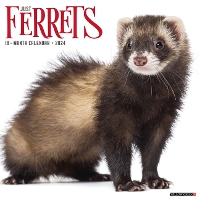 Book Cover for Ferrets 2024 12 X 12 Wall Calendar by Willow Creek Press