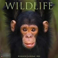 Book Cover for Wildlife 2024 12 X 12 Wall Calendar by Willow Creek Press