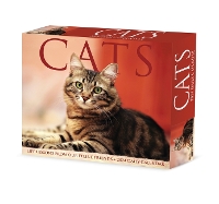 Book Cover for Cats 2024 6.2 X 5.4 Box Calendar by Willow Creek Press