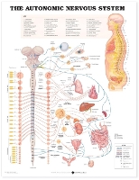 Book Cover for The Autonomic Nervous System Anatomical Chart by Anatomical Chart Company