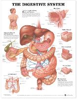 Book Cover for The Digestive System Anatomical Chart by Anatomical Chart Company