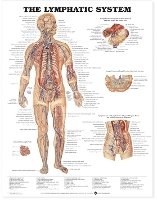 Book Cover for The Lymphatic System Anatomical Chart by Anatomical Chart Company