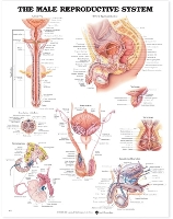 Book Cover for The Male Reproductive System Anatomical Chart by Anatomical Chart Company