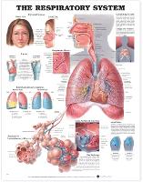 Book Cover for The Respiratory System Anatomical Chart by Anatomical Chart Company