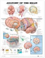 Book Cover for Anatomy of the Brain Anatomical Chart by Anatomical Chart Company