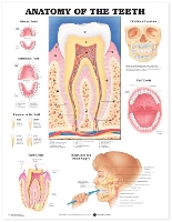 Book Cover for Anatomy of the Teeth Anatomical Chart by Anatomical Chart Company