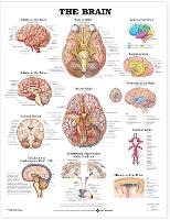 Book Cover for The Brain Anatomical Chart by Anatomical Chart Company