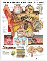 Book Cover for The Ear: Organs of Hearing and Balance Anatomical Chart by Anatomical Chart Company