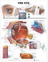 Book Cover for The Eye Anatomical Chart by Anatomical Chart Company