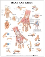 Book Cover for Hand and Wrist Anatomical Chart by Anatomical Chart Company