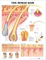 Book Cover for The Human Hair Anatomical Chart by Anatomical Chart Company