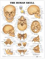 Book Cover for The Human Skull Anatomical Chart by Anatomical Chart Company