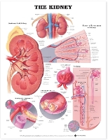 Book Cover for The Kidney Anatomical Chart by Anatomical Chart Company