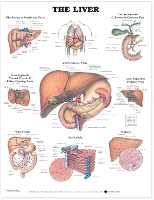 Book Cover for The Liver Anatomical Chart by Anatomical Chart Company