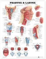 Book Cover for Pharynx & Larynx Anatomical Chart by Anatomical Chart Company