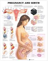 Book Cover for Pregnancy and Birth by Anatomical Chart Company