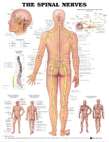 Book Cover for The Spinal Nerves Anatomical Chart by Anatomical Chart Company