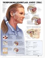 Book Cover for Temporomandibular Joint (TMJ) Anatomical Chart by Anatomical Chart Company