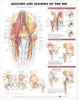 Book Cover for Anatomy and Injuries of the Hip Anatomical Chart by Anatomical Chart Company