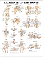 Book Cover for Ligaments of the Joints Anatomical Chart by Anatomical Chart Company