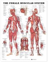 Book Cover for The Female Muscular System Anatomical Chart by Anatomical Chart Company