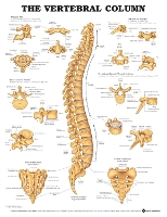 Book Cover for The Vertebral Column Anatomical Chart by Anatomical Chart Company