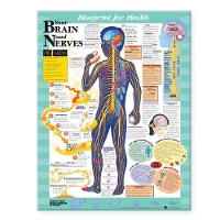 Book Cover for Blueprint for Health Your Brain and Nerves Chart by Anatomical Chart Company