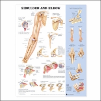 Book Cover for Shoulder and Elbow Anatomical Chart by Anatomical Chart Company