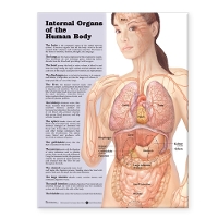 Book Cover for Internal Organs of the Human Body Anatomical Chart by Anatomical Chart Company