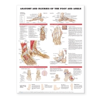 Book Cover for Anatomy and Injuries of the Foot and Ankle by Anatomical Chart Company