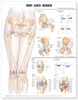 Book Cover for Hip and Knee Anatomical Chart by Anatomical Chart Company