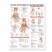 Book Cover for Anatomy and Injuries of the Hand and Wrist Anatomical Chart by Anatomical Chart Company
