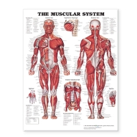 Book Cover for The Muscular System Giant Chart by Anatomical Chart Company