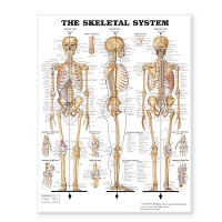 Book Cover for The Skeletal System Giant Chart by Anatomical Chart Company