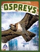 Book Cover for Birds of Prey: Ospreys by Connor Stratton