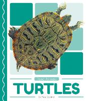 Book Cover for Turtles by Meg Gaertner