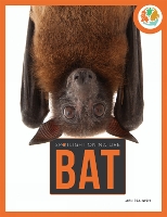 Book Cover for Bat-Spotlight by Melissa Gish