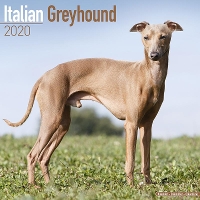 Book Cover for Italian Greyhound Calendar 2020 by Avonside Publishing Ltd