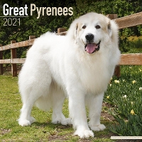 Book Cover for Great Pyrenees 2021 Wall Calendar by Avonside Publishing Ltd