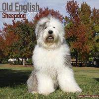 Book Cover for Old English Sheepdog 2021 Wall Calendar by Avonside Publishing Ltd