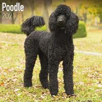 Book Cover for Poodle 2021 Wall Calendar by Avonside Publishing Ltd