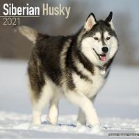 Book Cover for Siberian Husky 2021 Wall Calendar by Avonside Publishing Ltd