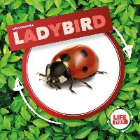 Book Cover for Life Cycle of a Ladybird by Kirsty Holmes